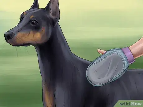 Imagen titulada Care for Doberman Pincshers Step 18