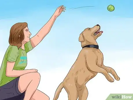 Imagen titulada Be a Good Dog Owner Step 14