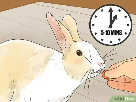 Imagen titulada Teach Your Rabbit to Come when Called Step 3