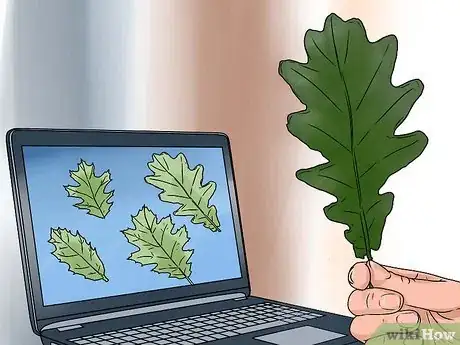 Imagen titulada Identify Oak Leaves Step 8