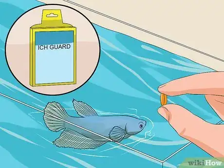 Imagen titulada Cure Betta Fish Diseases Step 10