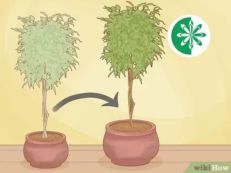 Imagen titulada Repot a Ficus Tree Step 1