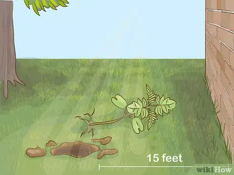 Imagen titulada Grow a Jacaranda Tree Step 5