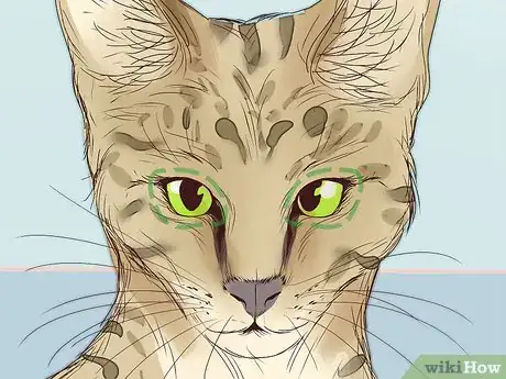 Imagen titulada Identify a Savannah Cat Step 2