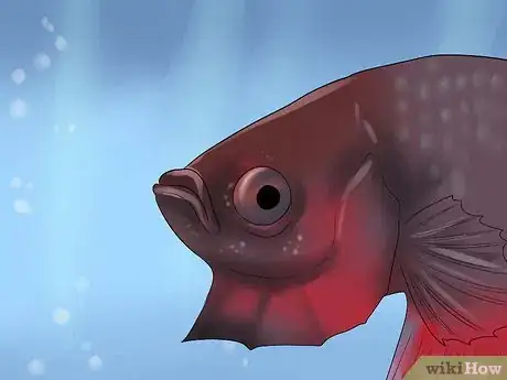 Imagen titulada Identify Different Betta Fish Step 11