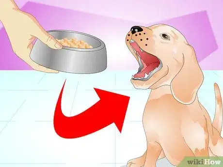 Imagen titulada Treat Dog Food Allergies Step 11