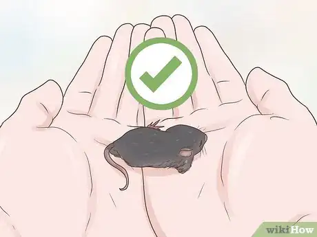 Imagen titulada Care for a Baby Wild Mouse Step 3