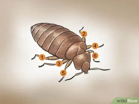 Imagen titulada Recognize Bed Bugs Step 4