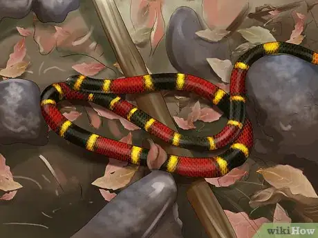 Imagen titulada Tell the Difference Between a King Snake and a Coral Snake Step 6