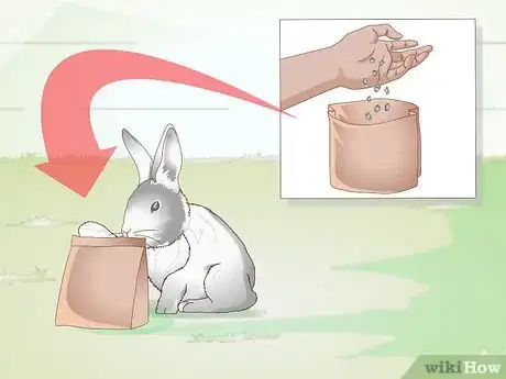 Imagen titulada Exercise Your Rabbit Step 4