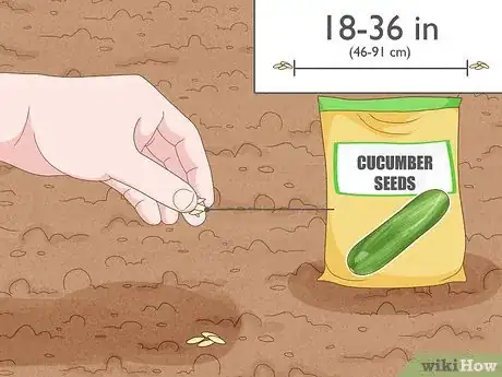 Imagen titulada Grow Cucumbers Step 10