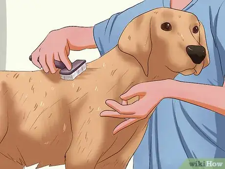 Imagen titulada Solve Your Dog's Skin and Scratching Problems Step 4