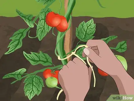 Imagen titulada Tie up Tomatoes Step 3