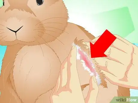 Imagen titulada Determine if Your Rabbit Is Sick Step 11