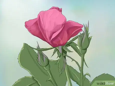 Imagen titulada Properly Water Roses Step 3