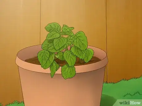 Imagen titulada Grow Lemon Balm Step 3