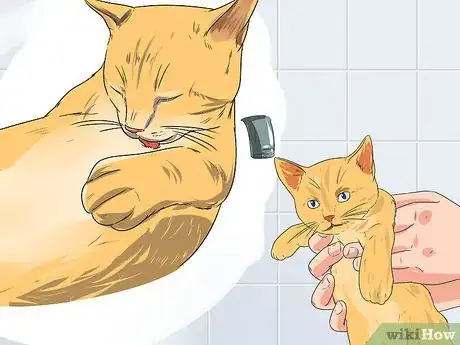 Imagen titulada Train a Cat to Take a Bath Step 5