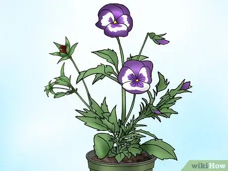 Imagen titulada Make Pansies Bloom Again Step 11