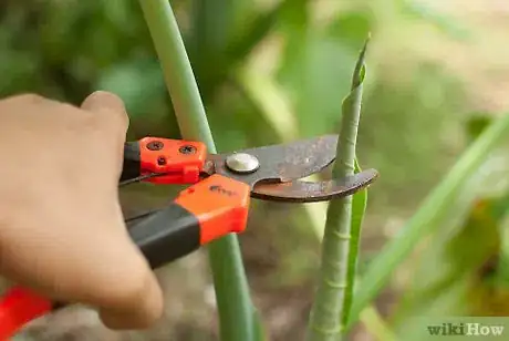 Imagen titulada Grow Elephant Ear Plants Step 14