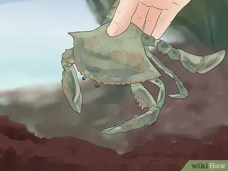 Imagen titulada Catch a Crab Step 22