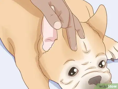 Imagen titulada Clean a French Bulldog's Ears Step 8