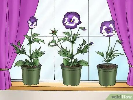 Imagen titulada Make Pansies Bloom Again Step 10