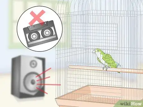 Imagen titulada Teach a Quaker Parrot to Speak Step 10