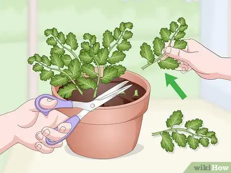 Imagen titulada Grow Cilantro Indoors Step 16