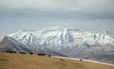 Imagen titulada Where cattle feed