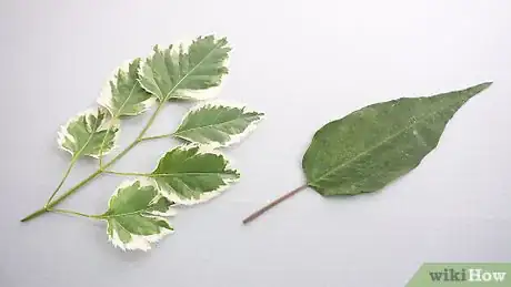 Imagen titulada Preserve Leaves in Wax Paper Step 3