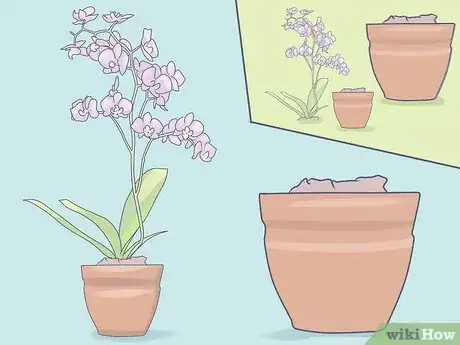 Imagen titulada Care for Mini Orchids Step 1