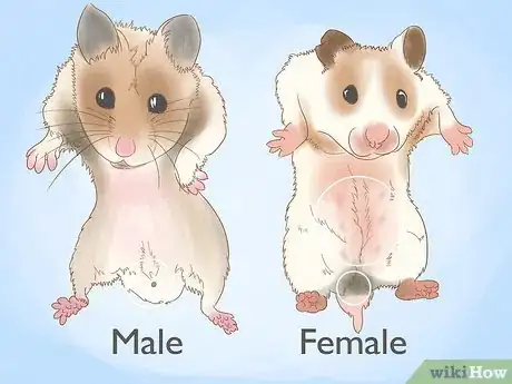 Imagen titulada Breed Hamsters Step 2