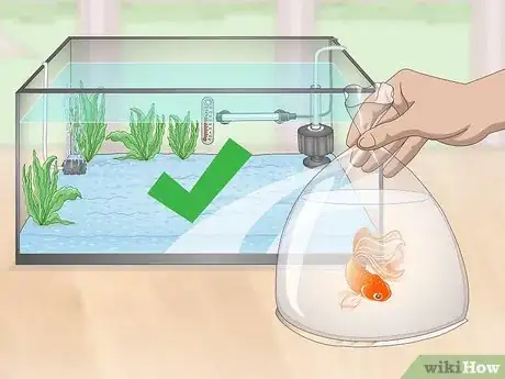 Imagen titulada Keep a Goldfish Happy and Healthy Step 8