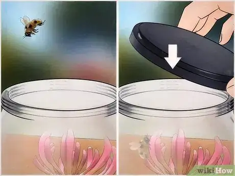 Imagen titulada Catch a Bee Without Getting Stung Step 5