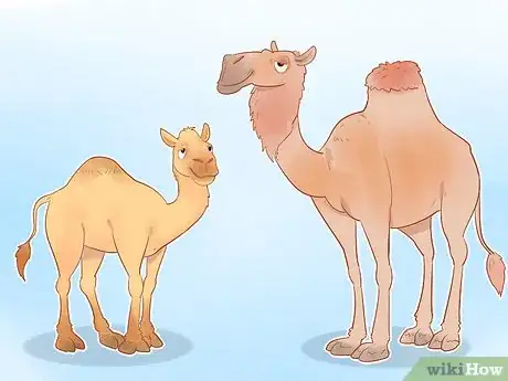 Imagen titulada Buy a Camel Step 13