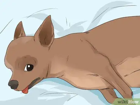 Imagen titulada Help Your Chihuahua During Labor Step 14