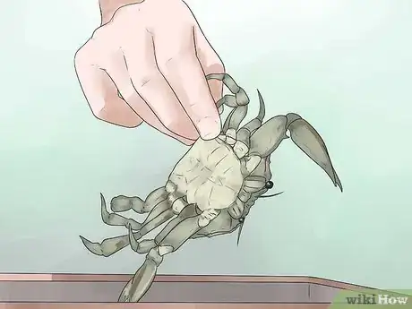 Imagen titulada Catch a Crab Step 17