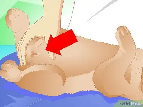 Imagen titulada Determine if Your Rabbit Is Sick Step 12