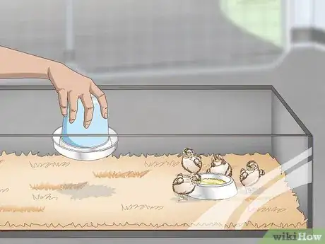 Imagen titulada Care for Quail Chicks Step 5