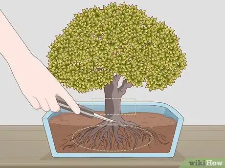 Imagen titulada Grow and Care for a Bonsai Tree Step 3