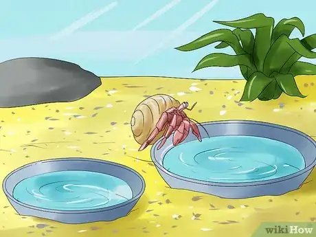 Imagen titulada Care for Hermit Crabs Step 9