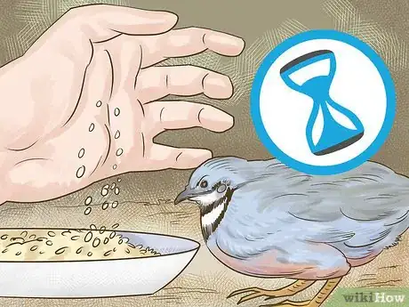 Imagen titulada Know if Button Quail Are Right for You Step 3