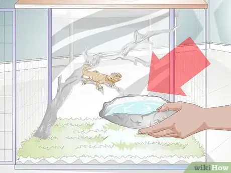 Imagen titulada Teach a Bearded Dragon to Drink from a Water Bowl Step 1