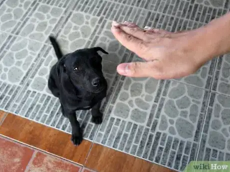 Imagen titulada Tame Your Dog Step 1