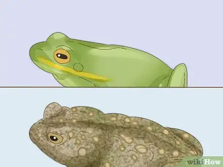 Imagen titulada Tell the Difference Between a Frog and a Toad Step 4