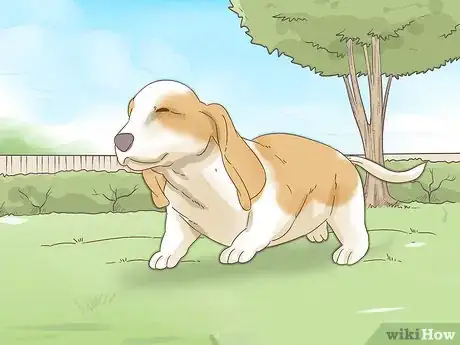 Imagen titulada Raise a Basset Hound Step 13