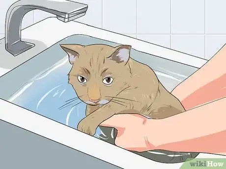 Imagen titulada Train a Cat to Take a Bath Step 9