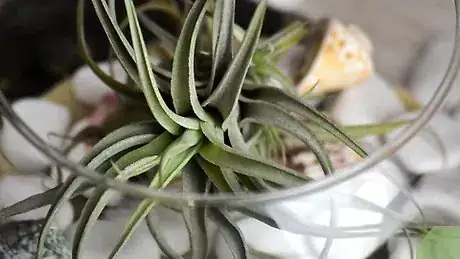 Imagen titulada Make an Air Plant Terrarium Step 12