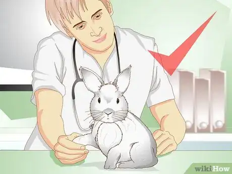 Imagen titulada Care for a Rabbit with GI Stasis Step 15