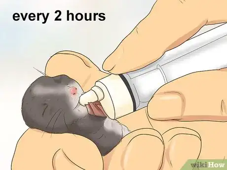 Imagen titulada Care for a Baby Wild Mouse Step 5